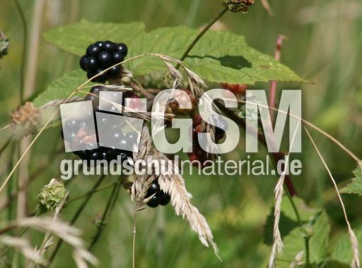 Brombeeren-1.jpg